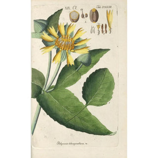 Botanical Manual Painting Pl57 - Christian Schkuhr — framed artwork on a wall