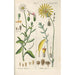 Botanical Manual Painting Pl58 - Christian Schkuhr — artwork view