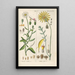 Botanical Manual Painting Pl58 - Christian Schkuhr — framed artwork on a wall