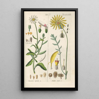 Botanical Manual Painting Pl58 - Christian Schkuhr — framed artwork on a wall