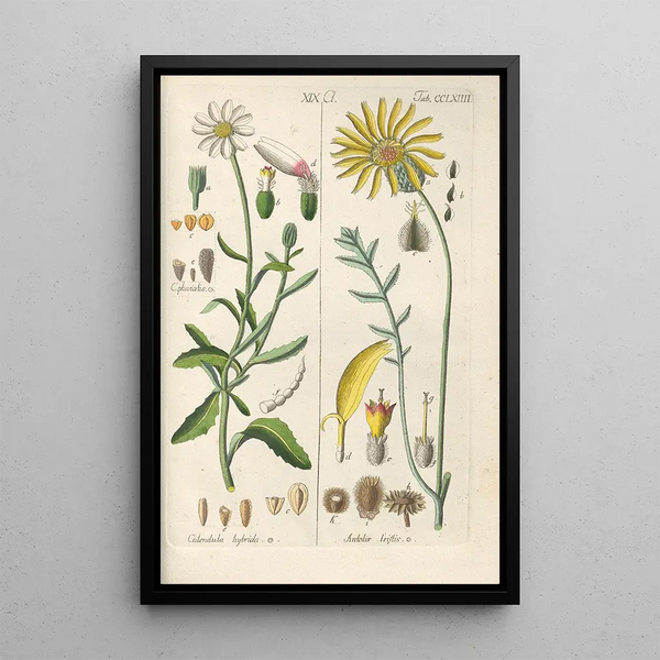Botanical Manual Painting Pl58 - Christian Schkuhr — framed artwork on a wall