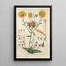 Botanical Manual Painting Pl59 - Christian Schkuhr — artwork view