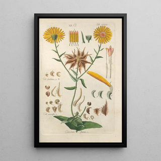 Botanical Manual Painting Pl59 - Christian Schkuhr — artwork view