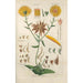 Botanical Manual Painting Pl59 - Christian Schkuhr — framed artwork on a wall