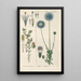 Botanical Manual Painting Pl60 - Christian Schkuhr — artwork view