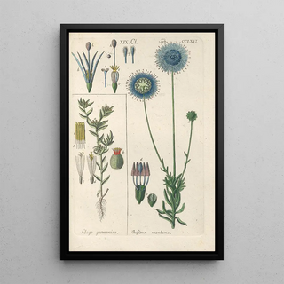 Botanical Manual Painting Pl60 - Christian Schkuhr — artwork view