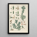 Botanical Manual Painting Pl61 - Christian Schkuhr — framed artwork on a wall