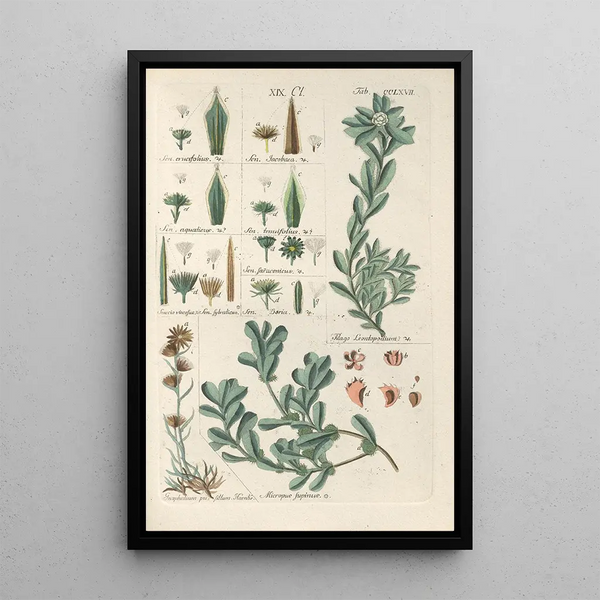 Botanical Manual Painting Pl61 - Christian Schkuhr — framed artwork on a wall