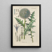 Botanical Manual Painting Pl62 - Christian Schkuhr — artwork view