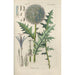 Botanical Manual Painting Pl62 - Christian Schkuhr — framed artwork on a wall