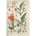 Botanical Manual Painting Pl63 - Christian Schkuhr — artwork view
