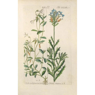 Botanical Manual Painting Pl64 - Christian Schkuhr — artwork view