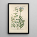 Botanical Manual Painting Pl64 - Christian Schkuhr — framed artwork on a wall