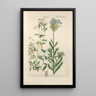 Botanical Manual Painting Pl64 - Christian Schkuhr — framed artwork on a wall