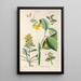 Botanical Manual Painting Pl65 - Christian Schkuhr — artwork view