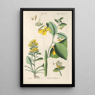 Botanical Manual Painting Pl65 - Christian Schkuhr — artwork view