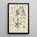 Botanical Manual Painting Pl66 - Christian Schkuhr — framed artwork on a wall