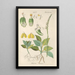 Botanical Manual Painting Pl67 - Christian Schkuhr — artwork view