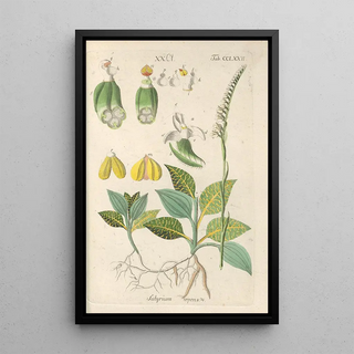 Botanical Manual Painting Pl67 - Christian Schkuhr — artwork view