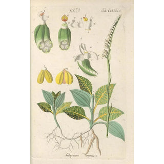 Botanical Manual Painting Pl67 - Christian Schkuhr — framed artwork on a wall