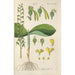 Botanical Manual Painting Pl68 - Christian Schkuhr — artwork view
