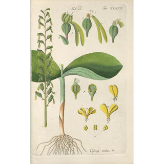 Botanical Manual Painting Pl68 - Christian Schkuhr — artwork view