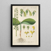 Botanical Manual Painting Pl68 - Christian Schkuhr — framed artwork on a wall