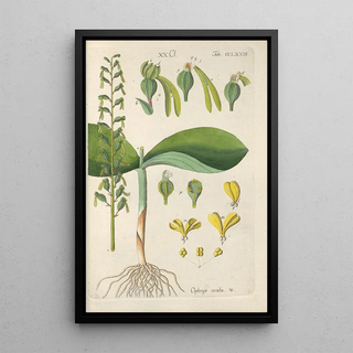 Botanical Manual Painting Pl68 - Christian Schkuhr — framed artwork on a wall
