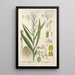 Botanical Manual Painting Pl69 - Christian Schkuhr — artwork view