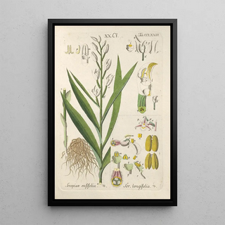 Botanical Manual Painting Pl69 - Christian Schkuhr — artwork view