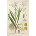 Botanical Manual Painting Pl69 - Christian Schkuhr — framed artwork on a wall