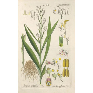 Botanical Manual Painting Pl69 - Christian Schkuhr — framed artwork on a wall