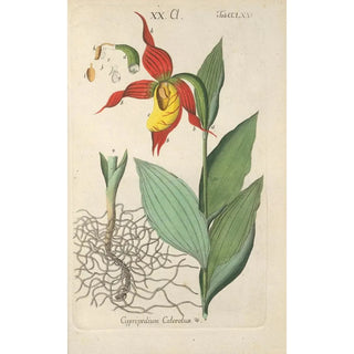 Botanical Manual Painting Pl70 - Christian Schkuhr — artwork view