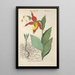 Botanical Manual Painting Pl70 - Christian Schkuhr — framed artwork on a wall