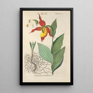 Botanical Manual Painting Pl70 - Christian Schkuhr — framed artwork on a wall