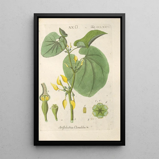 Botanical Manual Painting Pl71 - Christian Schkuhr — artwork view