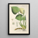 Botanical Manual Painting Pl73 - Christian Schkuhr — artwork view