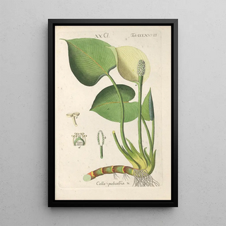 Botanical Manual Painting Pl73 - Christian Schkuhr — artwork view