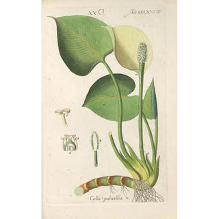 Botanical Manual Painting Pl73 - Christian Schkuhr — framed artwork on a wall