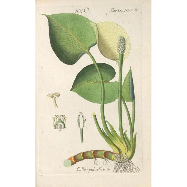 Botanical Manual Painting Pl73 - Christian Schkuhr — framed artwork on a wall