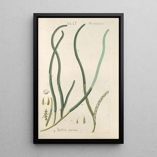 Botanical Manual Painting Pl74 - Christian Schkuhr — artwork view