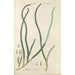 Botanical Manual Painting Pl74 - Christian Schkuhr — framed artwork on a wall