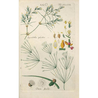 Botanical Manual Painting Pl75 - Christian Schkuhr — artwork view