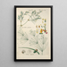 Botanical Manual Painting Pl75 - Christian Schkuhr — framed artwork on a wall