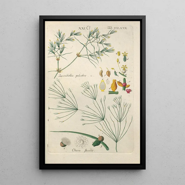 Botanical Manual Painting Pl75 - Christian Schkuhr — framed artwork on a wall