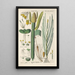 Botanical Manual Painting Pl76 - Christian Schkuhr — artwork view