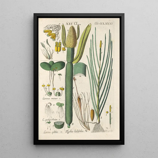 Botanical Manual Painting Pl76 - Christian Schkuhr — artwork view