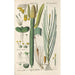 Botanical Manual Painting Pl76 - Christian Schkuhr — framed artwork on a wall