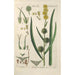 Botanical Manual Painting Pl77 - Christian Schkuhr — artwork view