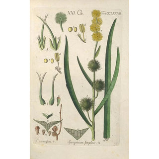 Botanical Manual Painting Pl77 - Christian Schkuhr — artwork view